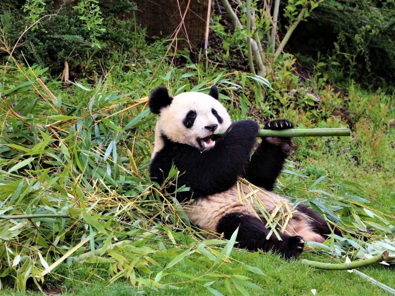 Zooparc-de-beauval-chateau-de-coubloust-centre-pays-de-la-loire